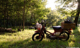 山の中のリトルカブ