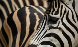 東山動物園のシマウマ