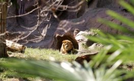 東山動物園のライオン